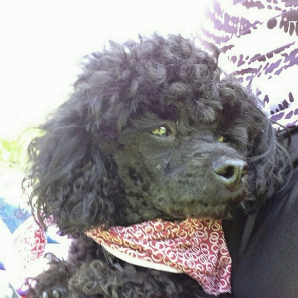 Meet your Posher, Collette - Picture 1 of 1