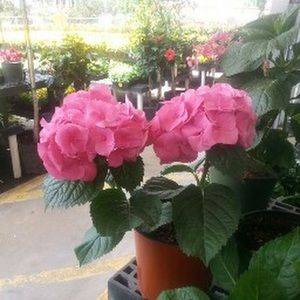 Meet your Posher, Doreen