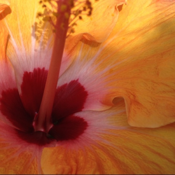 Meet your posher, ๐Kim๐ - Picture 4 of 8