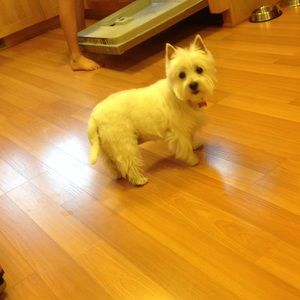 Meet your Posher, Betsy