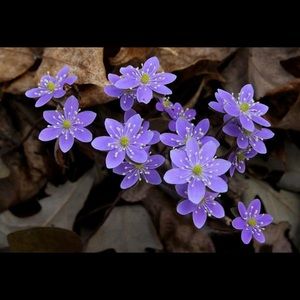 Meet your Posher, Billie