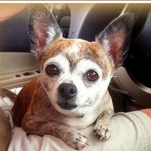 Meet your Posher, Darlene