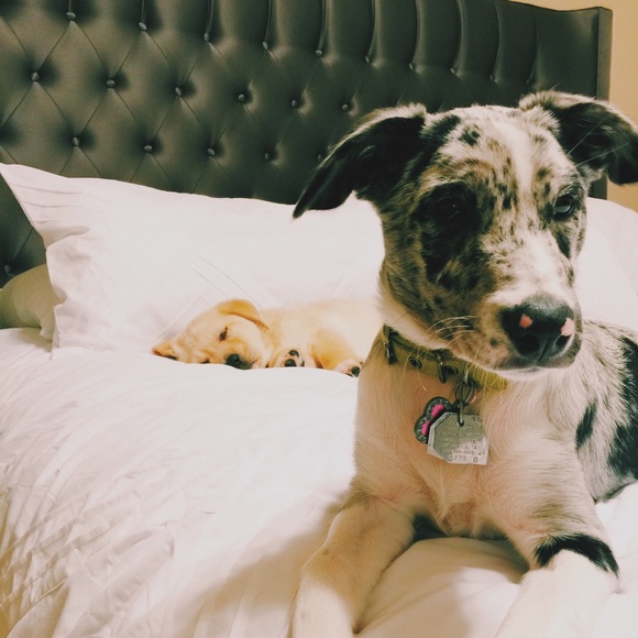 Meet the posher 😘💜💜💜 - Picture 3 of 4