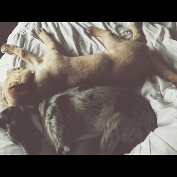 Meet the posher 😘💜💜💜 - Picture 4 of 4