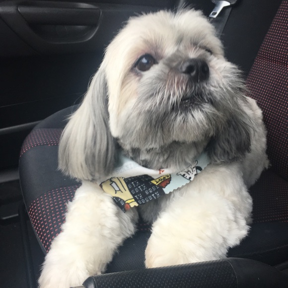 😍Meet the Posher, Kaya - Picture 6 of 6