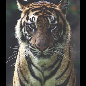 Meet your Posher, Eliani