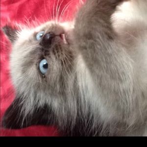 Meet your Posher, Anna