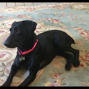 Meet your Posher, Sammie