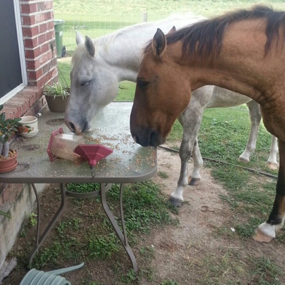 Meet your Posher, Susan - Picture 4 of 4