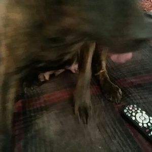 Meet your Posher, Meisa