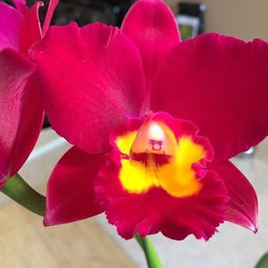 Meet your Posher, Ashly