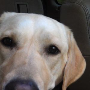 Meet your Posher, Angel