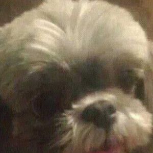 Meet your Posher, Eileen