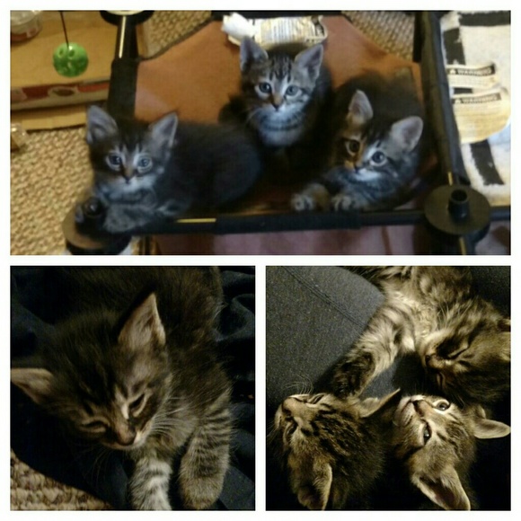 Meet the Posher - Picture 2 of 4