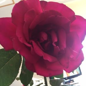 Meet your Posher, Diana