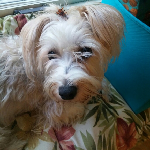 Meet your Posher, Gwendolyn - Picture 2 of 4