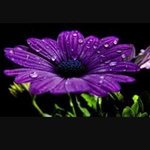 Meet your Posher, Julee