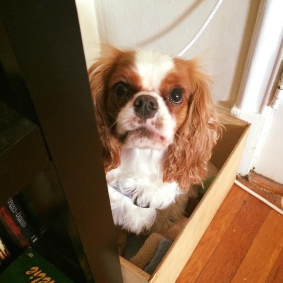 Meet Your Posher - Picture 3 of 4