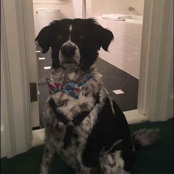 💕WELCOME TO MY CLOSET💕 - Picture 6 of 8