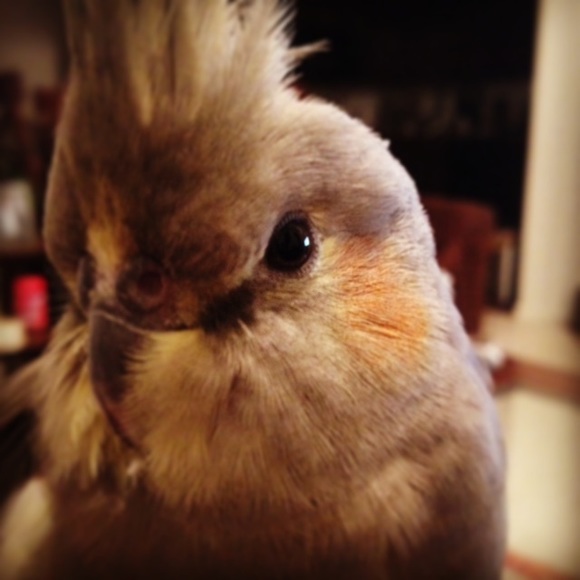 Accessories - My name is Alish! 🐣🌰❤️