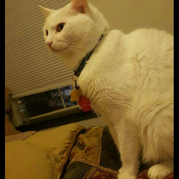 Meet your Posher, Tayla - Picture 2 of 4