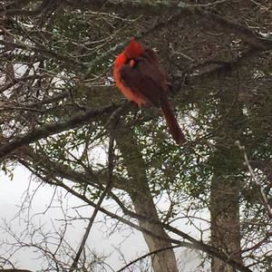 Meet your Posher, Mason