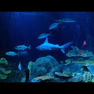 Meet your Posher, Susan