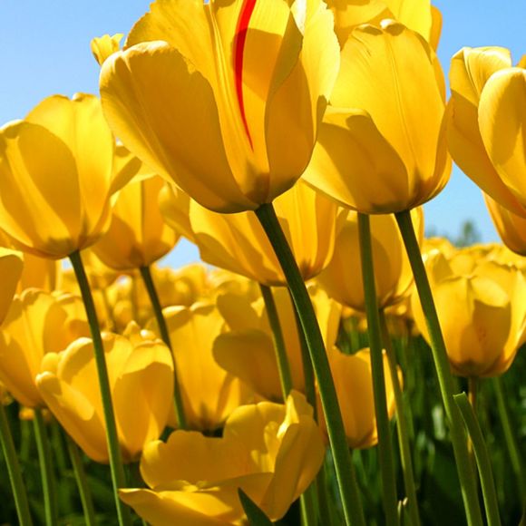 Meet your Posher, Tamara