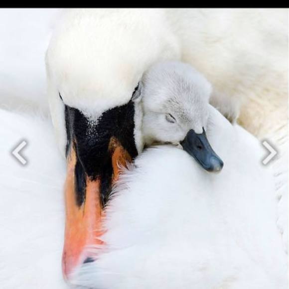 Meet your Posher, Mary jane - Picture 1 of 1