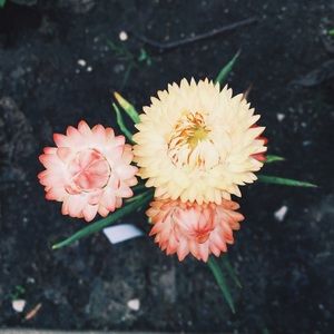 Meet your Posher, Ann