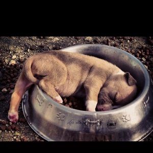 Meet your Posher, Jacqueline