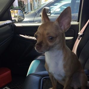 Meet your Posher, Luis daniel