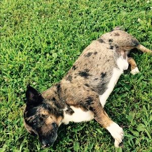 Meet your Posher, Bronson