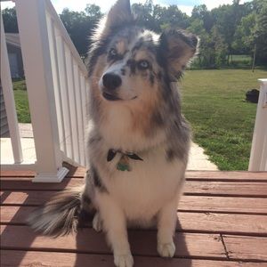 Meet your Posher, Daphne