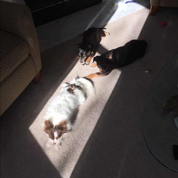 Meet your Posher, Tiffany - Picture 4 of 4