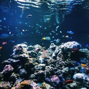 Meet your Posher, Mersha