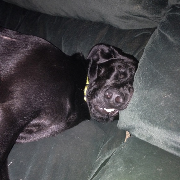 Meet your Posher, Joey - Picture 1 of 1