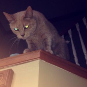 Meet your Posher, Cierra