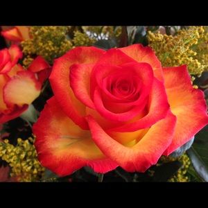 Meet your Posher, Cammie