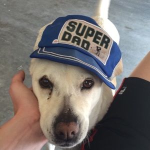 Meet your Posher, Bennett