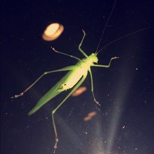 Meet your Posher, Bailey