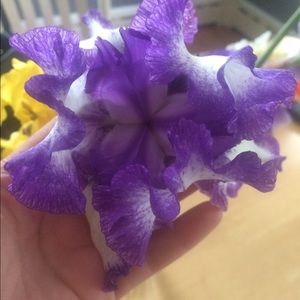 Meet your Posher, Holly