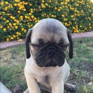 Meet your Posher, Jasmine