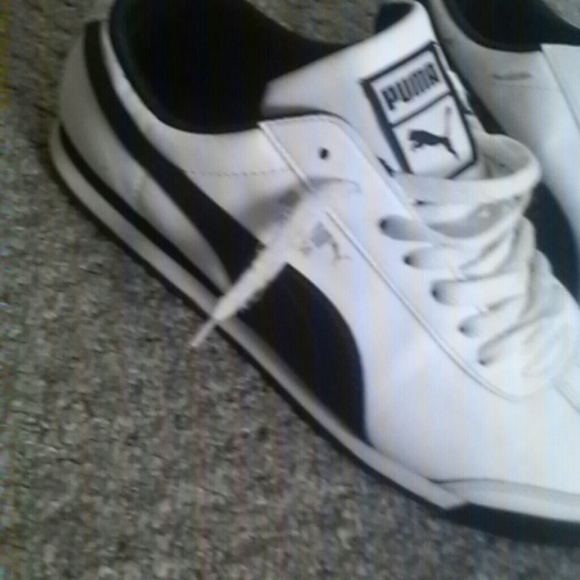 Puma romas - Picture 3 of 3