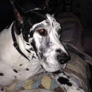 Meet your Posher, Patty