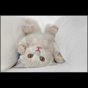 Meet your Posher, Blanca