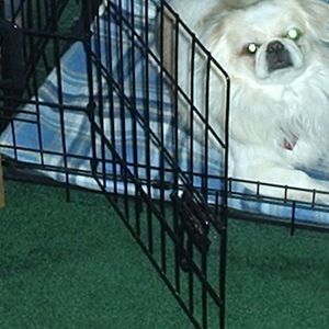 Meet your Posher, Annette