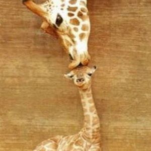 Meet your Posher, Jodi