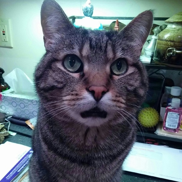 MEET YOUR POSHER! - Picture 3 of 4