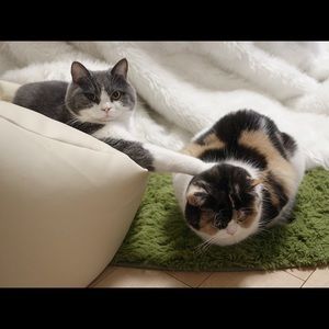 Meet your Posher, Samia